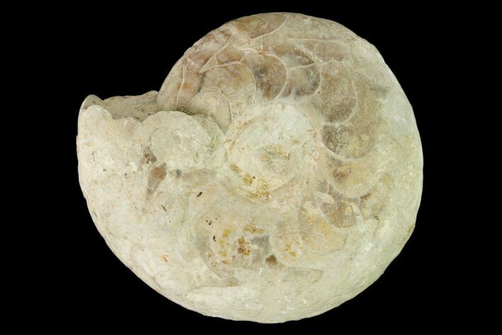 Carboniferous Fossil Goniatite (Muensteroceras) - Indiana #162623